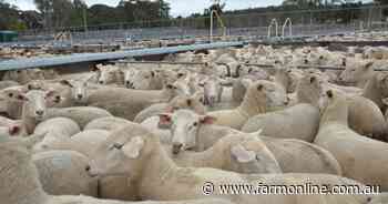 Rain puts pep into the sheep market