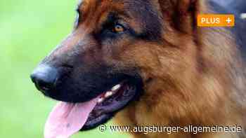 Angeklagt und Job verloren: Ein Hundebiss hat dramatische Folgen