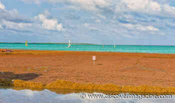 Why Is a Huge Seaweed Blob Headed for Florida?