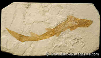 What Were Ancient Sharks Like?