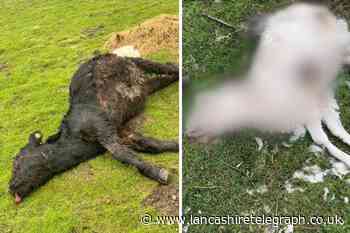 Urban explorers find dead cows and sheep in Slaidburn field