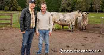 Speckle Park bulls top at $9000