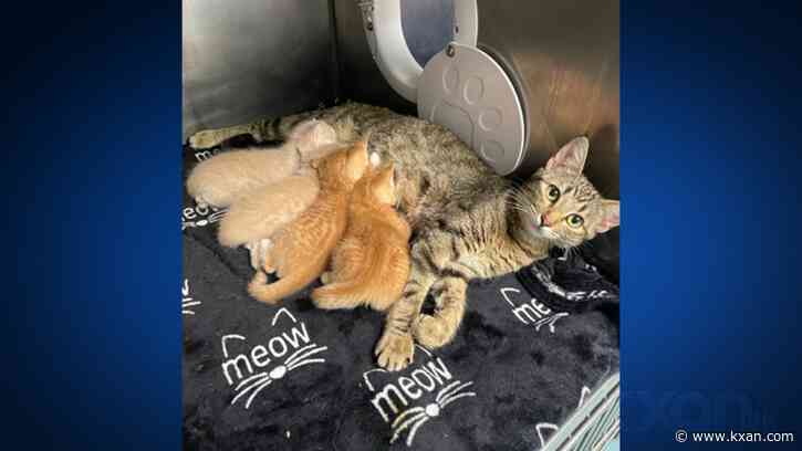 APA! wants you to foster Champagne Problems and Vigilante Stuff