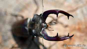 „Kamera läuft“ für kleine Krabbeltiere in den Wäldern Jenas