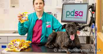 Puppy needed emergency treatment after eating 1kg bag of Mini Eggs