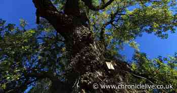 Fears Northumberland Estates housing plans could kill off ancient black poplar tree