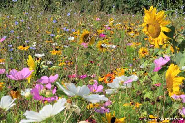 Inwoners krijgen gratis zaadmengsels om kleurrijke bloemperken in te zaaien