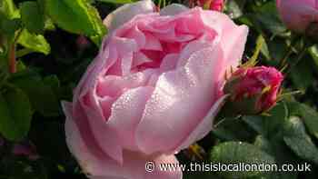 Portrayal of Schizophrenia in I Never Promised You a Rose Garden