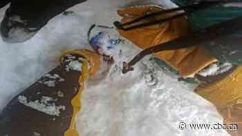 Skier digs buried snowboarder from tree well