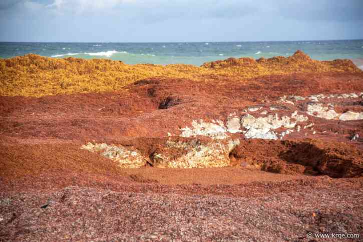 Seaweed bloom reaches record size: 'Major beaching events are inevitable'
