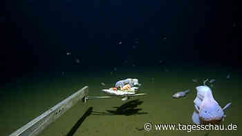 Fisch in Rekordtiefe von 8336 Metern gesichtet