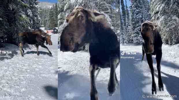 Moose Lunges At Passing Skier (Video)