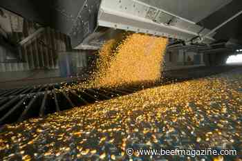 Study shows red meat exports' value to corn, soybean industries