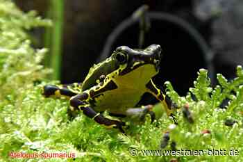 Frösche als Hobby: Was in Terrarien in Halle so alles lebt