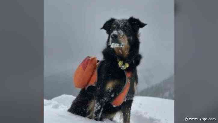 'I have no doubt he's still alive': Owner searches for dog after deadly avalanche