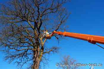 Fachleute pflegen mächtige Eiche in Rahden