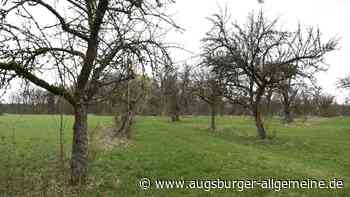 1000 neue Obstbäume: Streuobst auch für den Augsburger Datschi