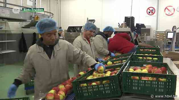 Fruittelers stemmen massaal voor fusie veilingen: vakbonden ongerust over banenverlies