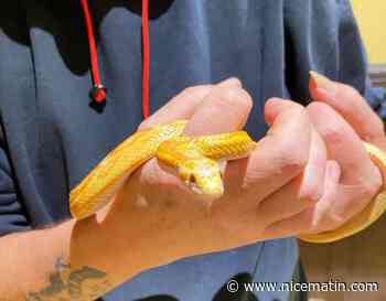 Un immeuble évacué dans le Var après la découverte d'un serpent des blés