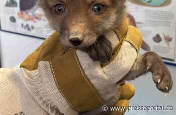 FW-M: Jungfüchse im Lichtschacht (Solln)