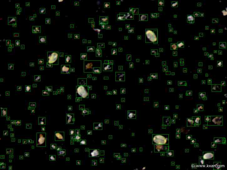 Spring allergens in full swing