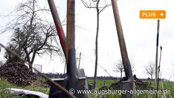 Tausende Neupflanzungen: Augsburgs erstaunlicher Baumzuwachs