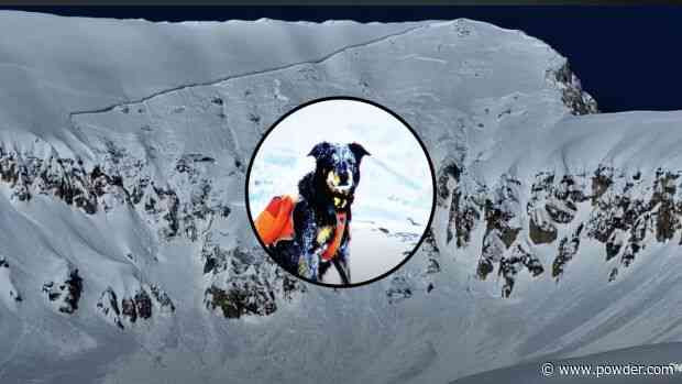 Skier Searching For Dog Believed To Have Survived Massive Avalanche