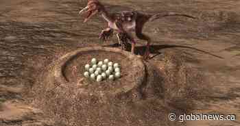 Dinosaur species laid eggs like reptiles, brooded like birds, new study finds