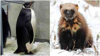 March Mammal Madness pits animals against each other in theoretical combat — for science