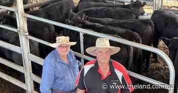 Armidale Angus steers $1568; heifers $1235