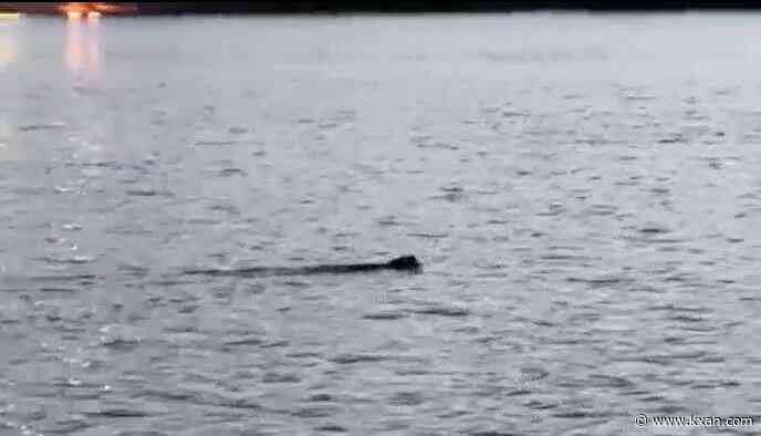 Nutria spotted in Lady Bird Lake — what is it?