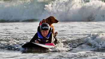 Ricochet, a therapy dog that loved to surf, has died