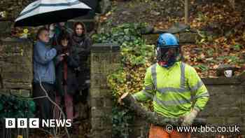 Bryan Lodge: Sheffield tree-felling row councillor quits role