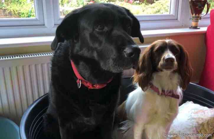 Do You Have a Disobedient Dog? What Steps Do You Need to Take?