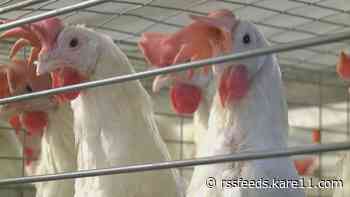 Bird flu makes first appearance of the year in Minnesota