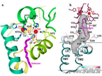 Struktur eines "ölfressenden" Enzyms öffnet die Tür zu biotechnologisch hergestellten Katalysatoren