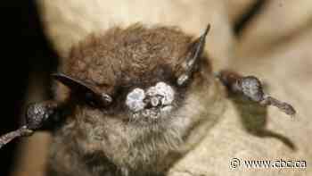 Deadly fungus that has wiped out bat populations detected in B.C.