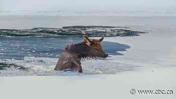 Wildlife photographer captures crews pulling elk calf from icy Bow River in Banff