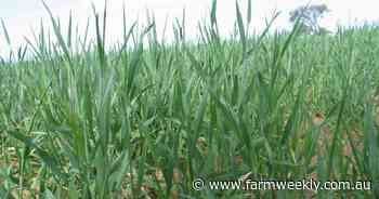 International wheat market looks bearish