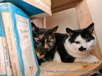 Cats found living under floorboards in Burnley after owner dies