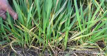 New permits set to help manage powdery mildew