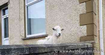 'Feral' sheep tormenting residents after taking over village