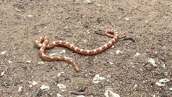 Bluebonnets, ice storm could mean more snake sightings