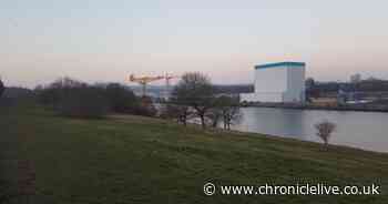 Animal cruelty investigation launched after dog found dead at Hebburn riverside