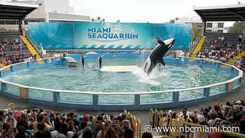 Bringing Lolita Home: How to Release Miami Seaquarium's Long-Captive Orca?