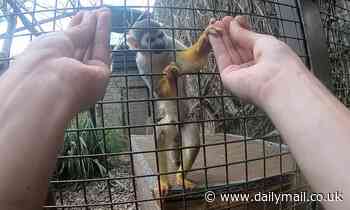 Monkey see, monkey do? Sleight-of-hand magic trick only fools monkeys with opposable thumbs