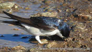 Die Nahrung für Schwalben wird knapp – mit Pfützen im Garten können Sie ihnen helfen