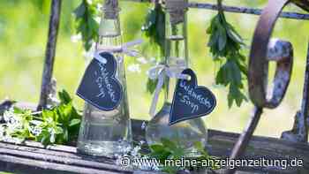 Waldmeistersirup für eine Maibowle selber machen mit nur fünf Zutaten