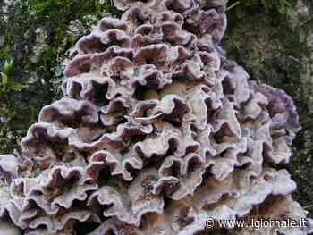 Dalle piante all'uomo: il primo caso clinico di infezione umana da un fungo vegetale