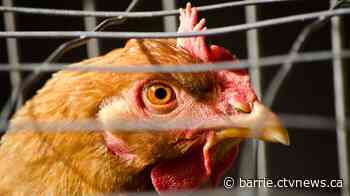 Orillia hatches new backyard hen program to support food sustainability